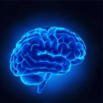 Picture of brain