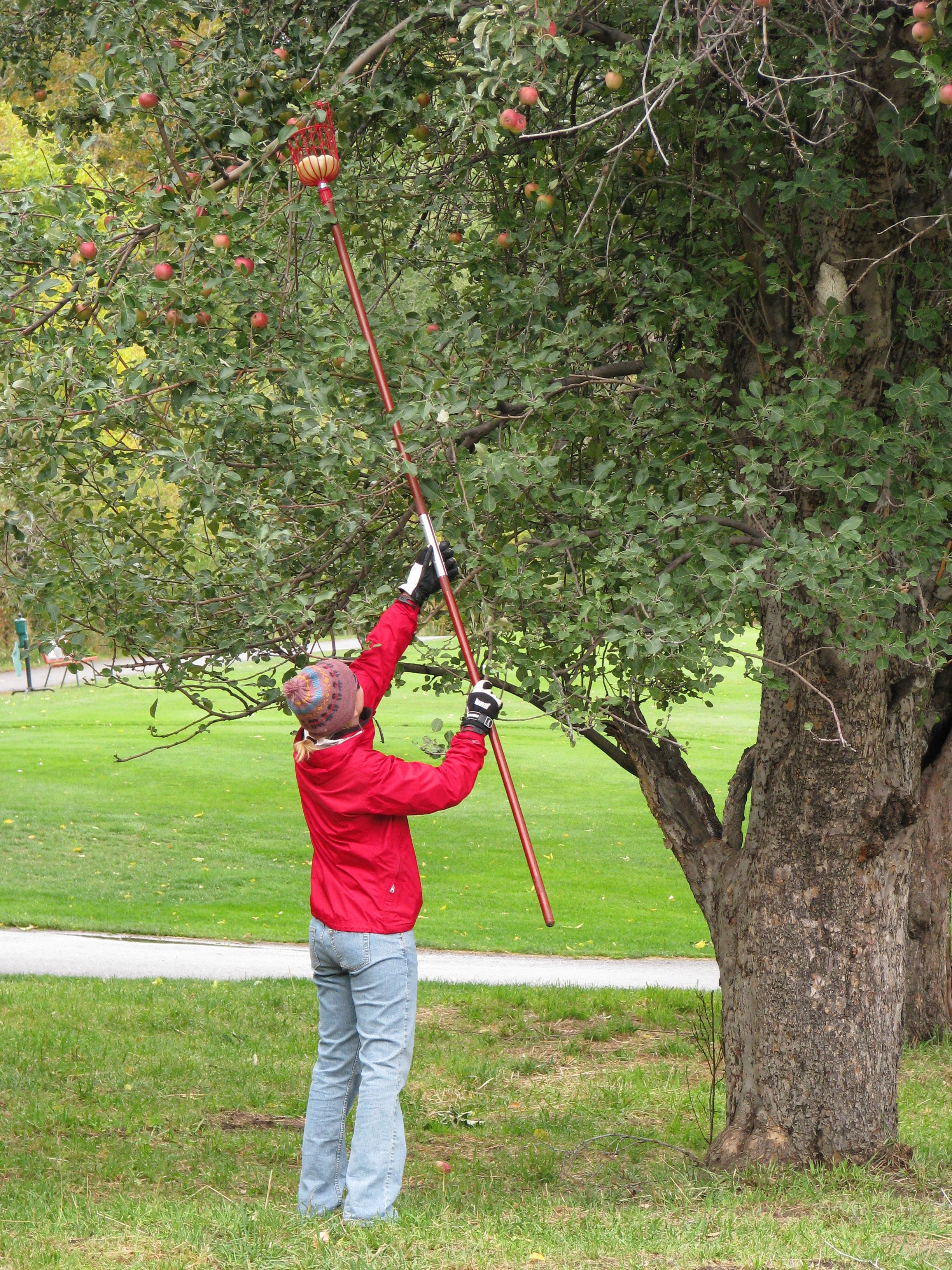 AppleHarvest