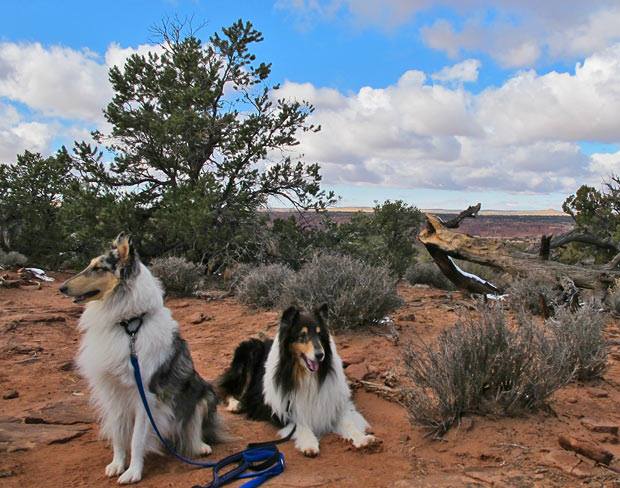 are dogs allowed in state parks utah