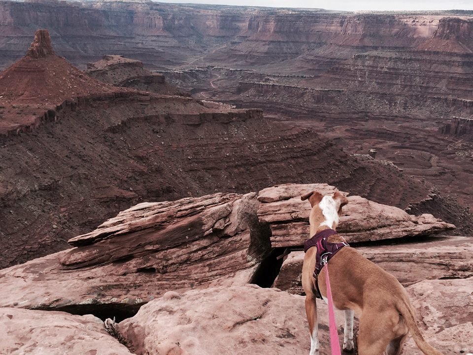 Traveling with Pets | Utah State Parks