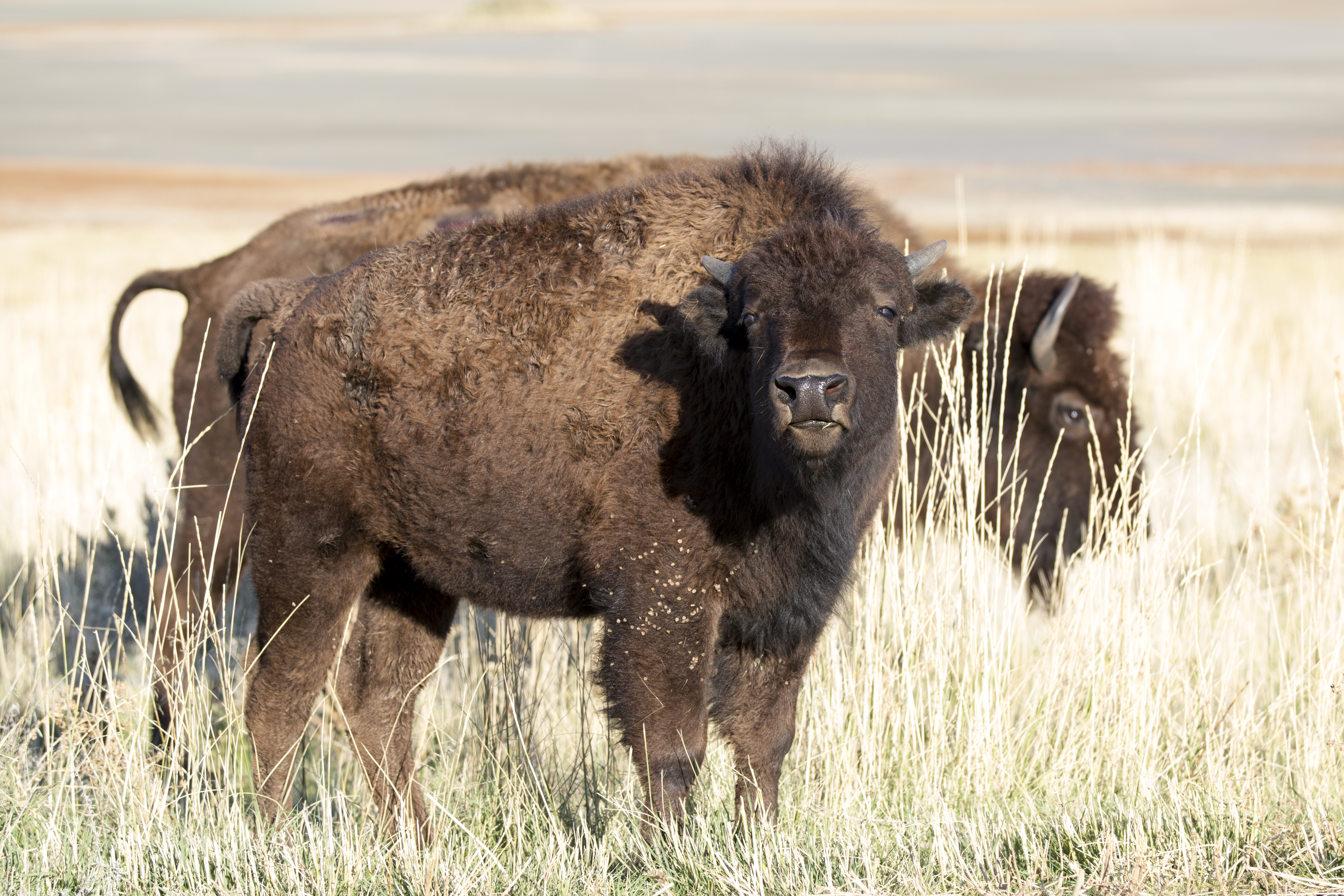 A young bison on Antelope Island