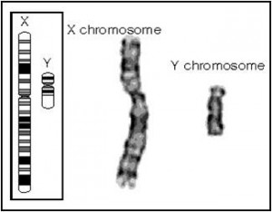 XY_chromosomes