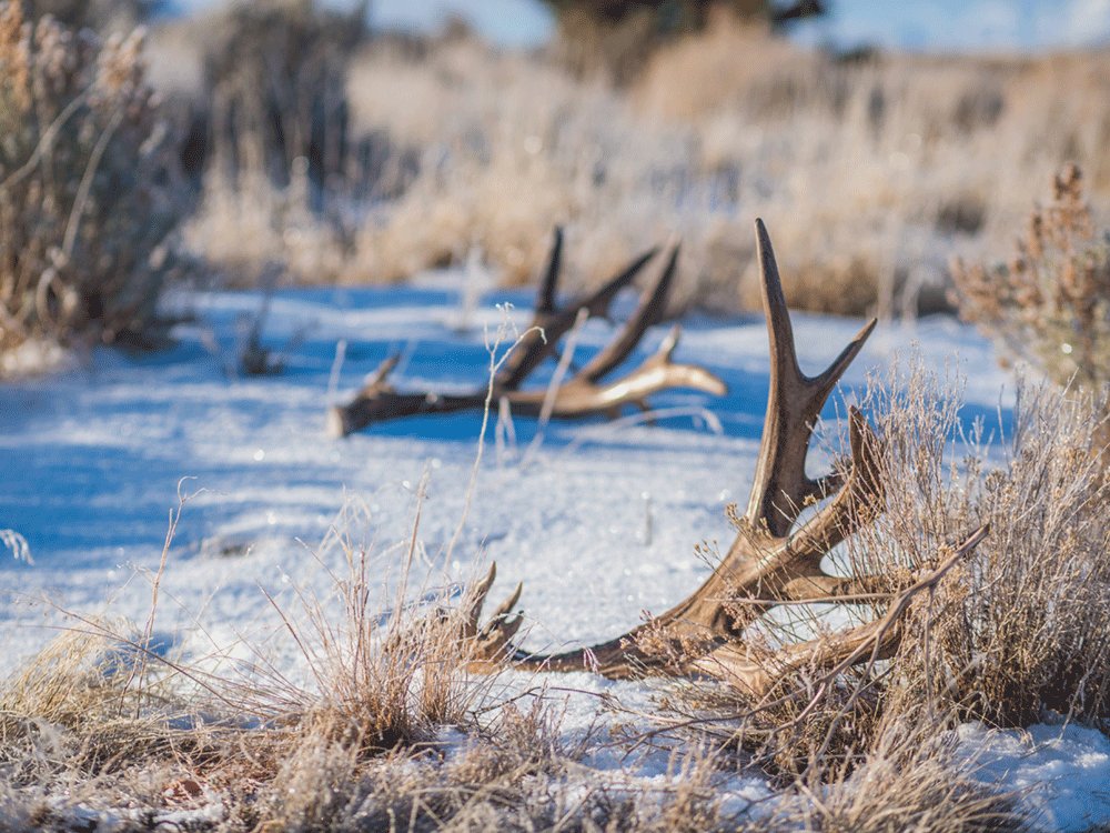 What Antler Gathering Closure Means for Antelope Island 